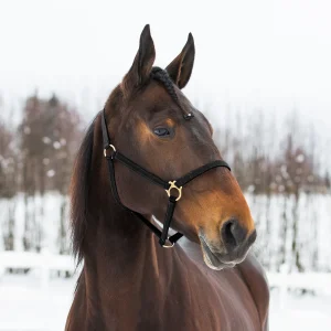 Cabestro Pro de nailon sintético Yankee Black 8