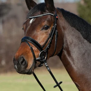 Cabezada Confort París Black/Chrome F